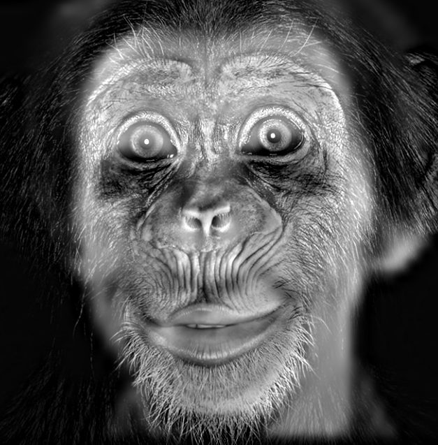 humanzee2