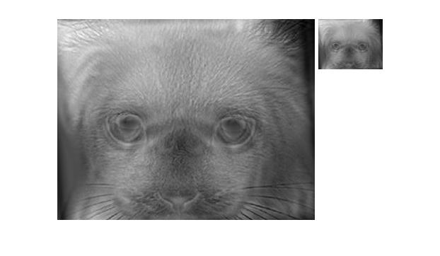 Cat Dog
