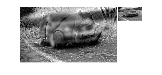 car and rhino