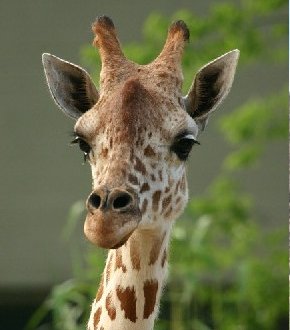 giraffe