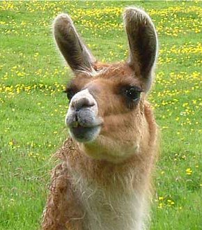 llama