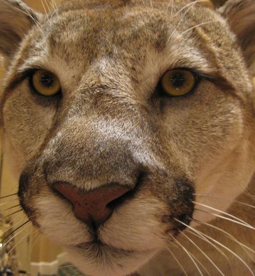 mountain lion