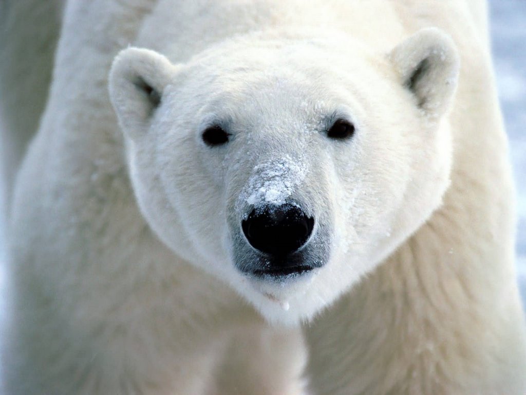 Tiger + polarbear